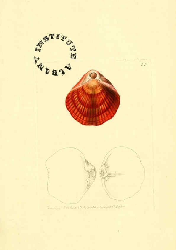 Reproducción/Reproduction 6127024957: The zoological miscellany. v.1. London :Printed by B. McMillan for E. Nodder & Son and sold by all booksellers,1814-1817