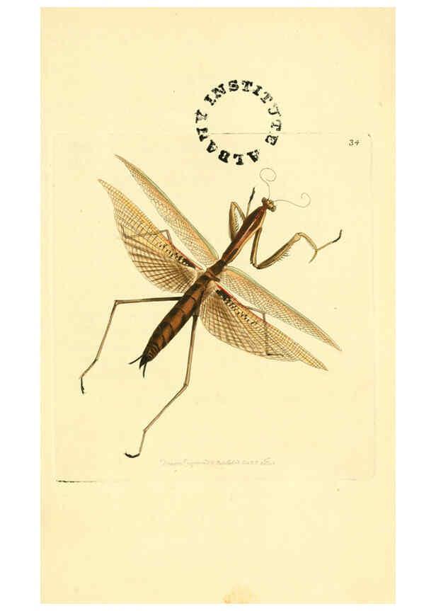 Reproducción/Reproduction 6127572848: The zoological miscellany. v.1. London :Printed by B. McMillan for E. Nodder & Son and sold by all booksellers,1814-1817