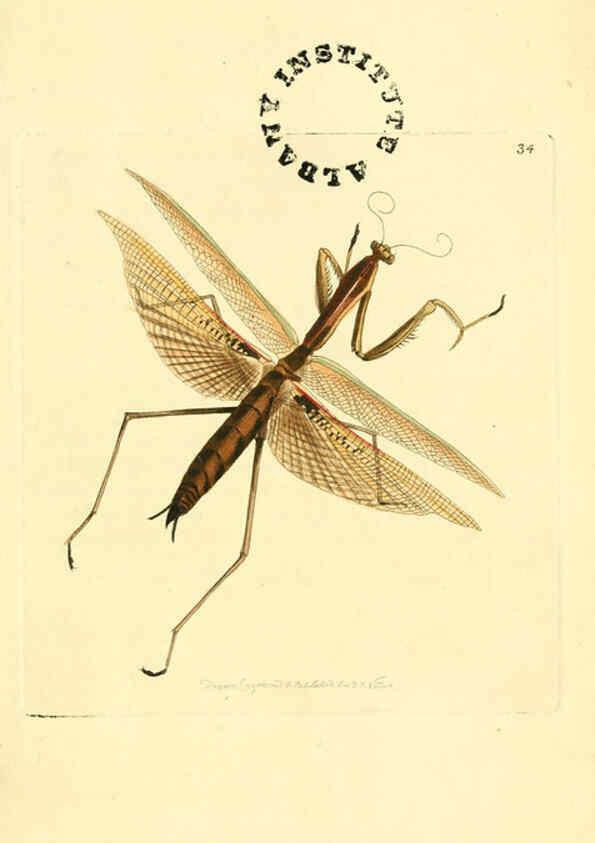 Reproducción/Reproduction 6127572848: The zoological miscellany. v.1. London :Printed by B. McMillan for E. Nodder & Son and sold by all booksellers,1814-1817
