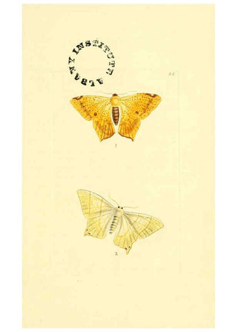 Reproducción/Reproduction 6127025539: The zoological miscellany. v.1. London :Printed by B. McMillan for E. Nodder & Son and sold by all booksellers,1814-1817