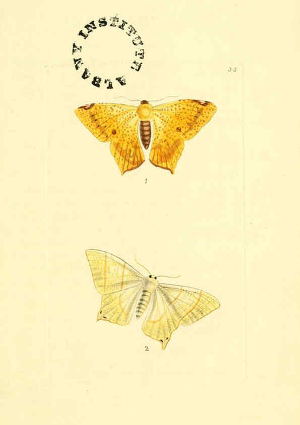 Reproducción/Reproduction 6127025539: The zoological miscellany. v.1. London :Printed by B. McMillan for E. Nodder & Son and sold by all booksellers,1814-1817