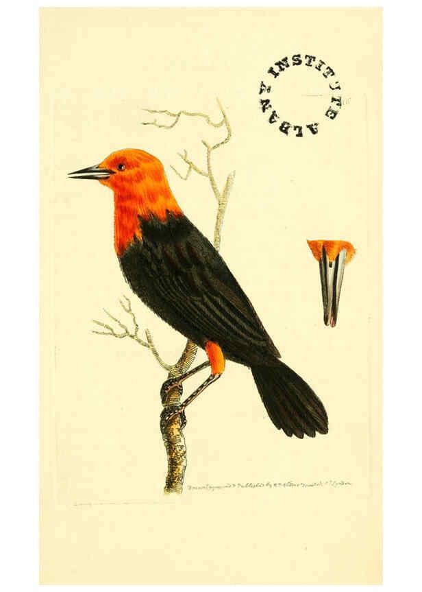 Reproducción/Reproduction 6127025875: The zoological miscellany. v.1. London :Printed by B. McMillan for E. Nodder & Son and sold by all booksellers,1814-1817