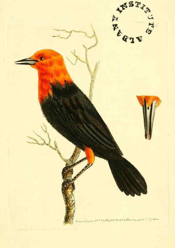Reproducción/Reproduction 6127025875: The zoological miscellany. v.1. London :Printed by B. McMillan for E. Nodder & Son and sold by all booksellers,1814-1817