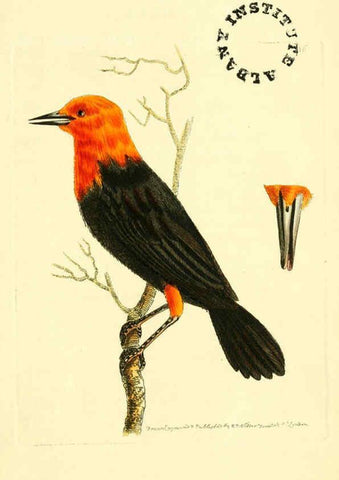 Reproducción/Reproduction 6127025875: The zoological miscellany. v.1. London :Printed by B. McMillan for E. Nodder & Son and sold by all booksellers,1814-1817