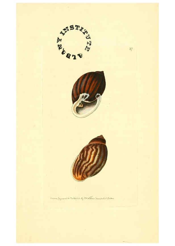 Reproducción/Reproduction 6127026115: The zoological miscellany. v.1. London :Printed by B. McMillan for E. Nodder & Son and sold by all booksellers,1814-1817