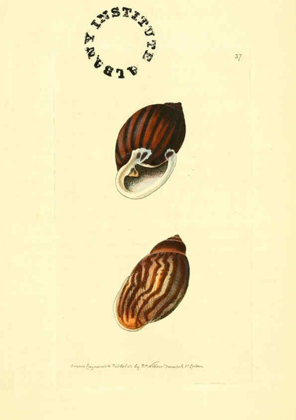 Reproducción/Reproduction 6127026115: The zoological miscellany. v.1. London :Printed by B. McMillan for E. Nodder & Son and sold by all booksellers,1814-1817
