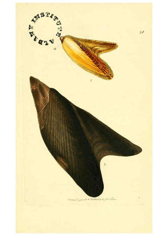 Reproducción/Reproduction 6127573954: The zoological miscellany. v.1. London :Printed by B. McMillan for E. Nodder & Son and sold by all booksellers,1814-1817