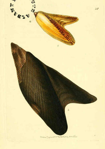 Reproducción/Reproduction 6127573954: The zoological miscellany. v.1. London :Printed by B. McMillan for E. Nodder & Son and sold by all booksellers,1814-1817