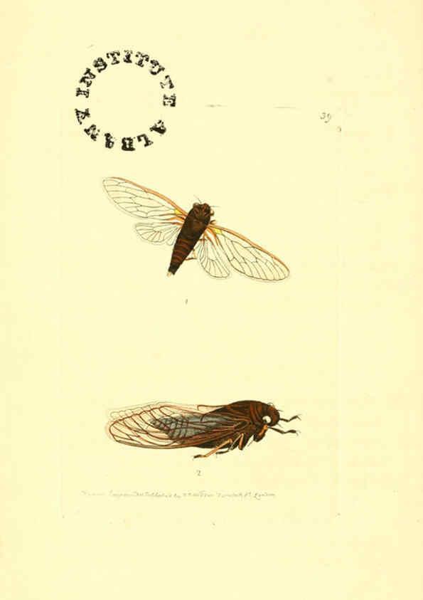Reproducción/Reproduction 6127574300: The zoological miscellany. v.1. London :Printed by B. McMillan for E. Nodder & Son and sold by all booksellers,1814-1817