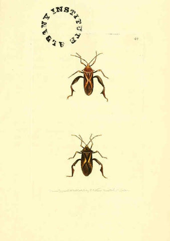 Reproducción/Reproduction 6127027109: The zoological miscellany. v.1. London :Printed by B. McMillan for E. Nodder & Son and sold by all booksellers,1814-1817