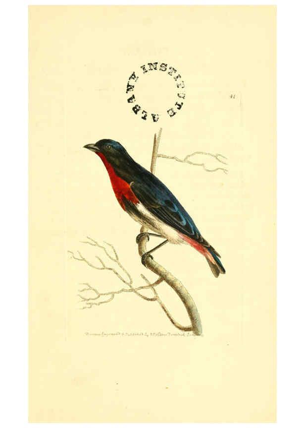 Reproducción/Reproduction 6127027327: The zoological miscellany. v.1. London :Printed by B. McMillan for E. Nodder & Son and sold by all booksellers,1814-1817