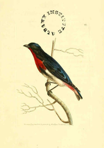 Reproducción/Reproduction 6127027327: The zoological miscellany. v.1. London :Printed by B. McMillan for E. Nodder & Son and sold by all booksellers,1814-1817
