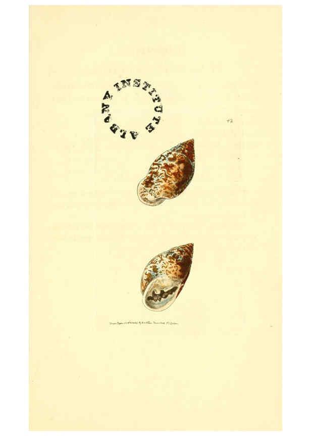 Reproducción/Reproduction 6127027523: The zoological miscellany. v.1. London :Printed by B. McMillan for E. Nodder & Son and sold by all booksellers,1814-1817