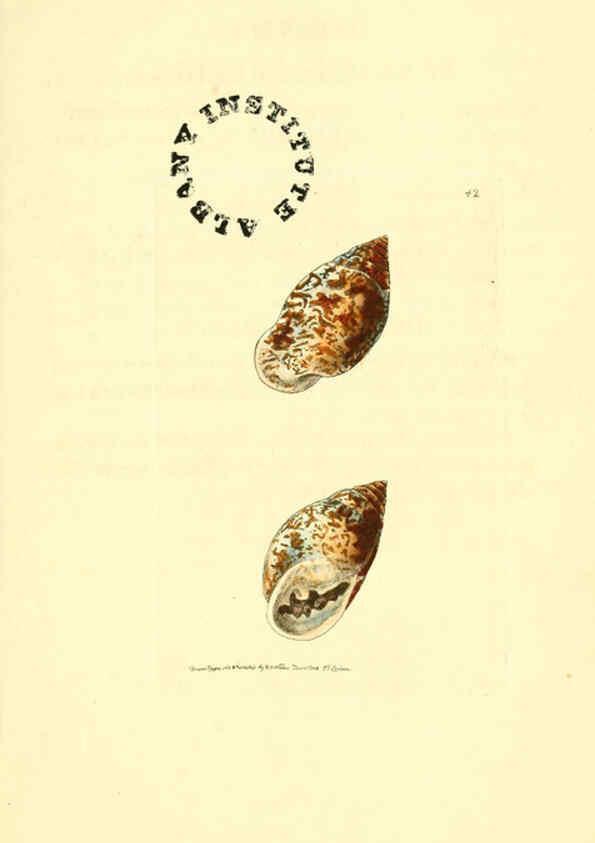 Reproducción/Reproduction 6127027523: The zoological miscellany. v.1. London :Printed by B. McMillan for E. Nodder & Son and sold by all booksellers,1814-1817