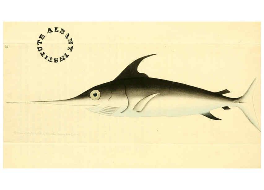 Reproducción/Reproduction 6127023529: The zoological miscellany. v.1. London :Printed by B. McMillan for E. Nodder & Son and sold by all booksellers,1814-1817