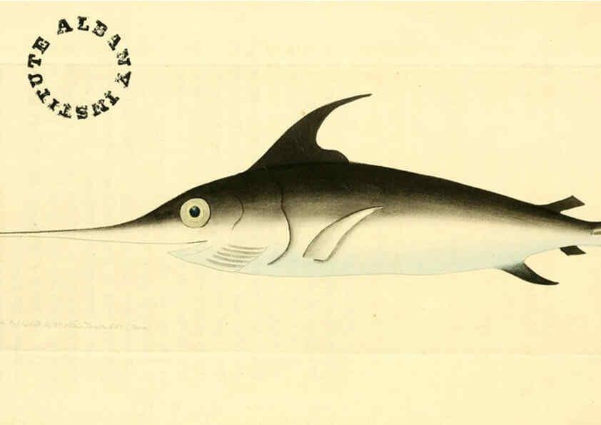 Reproducción/Reproduction 6127023529: The zoological miscellany. v.1. London :Printed by B. McMillan for E. Nodder & Son and sold by all booksellers,1814-1817