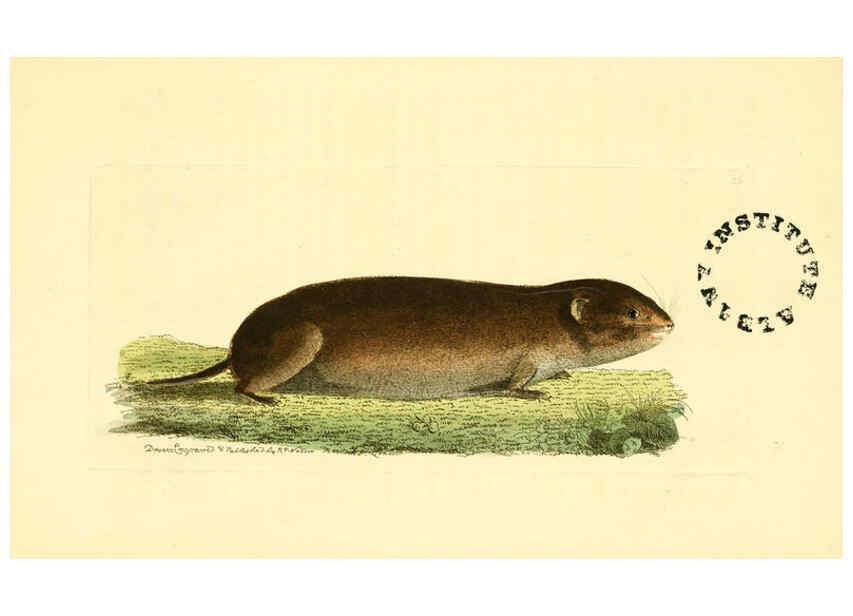 Reproducción/Reproduction 6127570924: The zoological miscellany. v.1. London :Printed by B. McMillan for E. Nodder & Son and sold by all booksellers,1814-1817