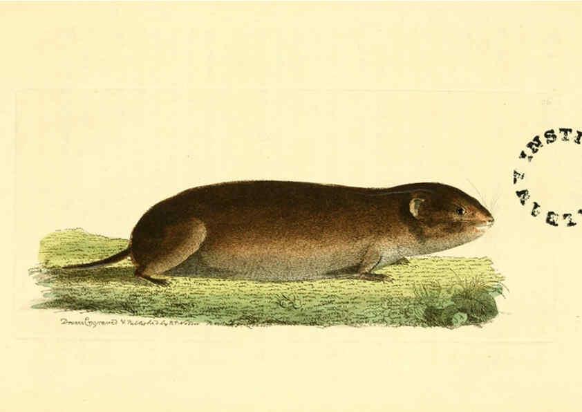 Reproducción/Reproduction 6127570924: The zoological miscellany. v.1. London :Printed by B. McMillan for E. Nodder & Son and sold by all booksellers,1814-1817