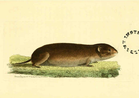 Reproducción/Reproduction 6127570924: The zoological miscellany. v.1. London :Printed by B. McMillan for E. Nodder & Son and sold by all booksellers,1814-1817