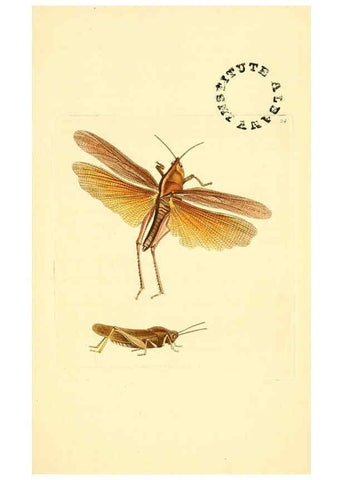 Reproducción/Reproduction 6127022793: The zoological miscellany. v.1. London :Printed by B. McMillan for E. Nodder & Son and sold by all booksellers,1814-1817