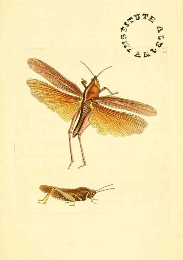 Reproducción/Reproduction 6127022793: The zoological miscellany. v.1. London :Printed by B. McMillan for E. Nodder & Son and sold by all booksellers,1814-1817