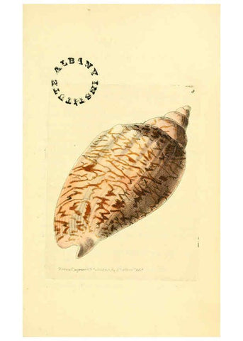 Reproducción/Reproduction 6127017551: The zoological miscellany. v.1. London :Printed by B. McMillan for E. Nodder & Son and sold by all booksellers,1814-1817