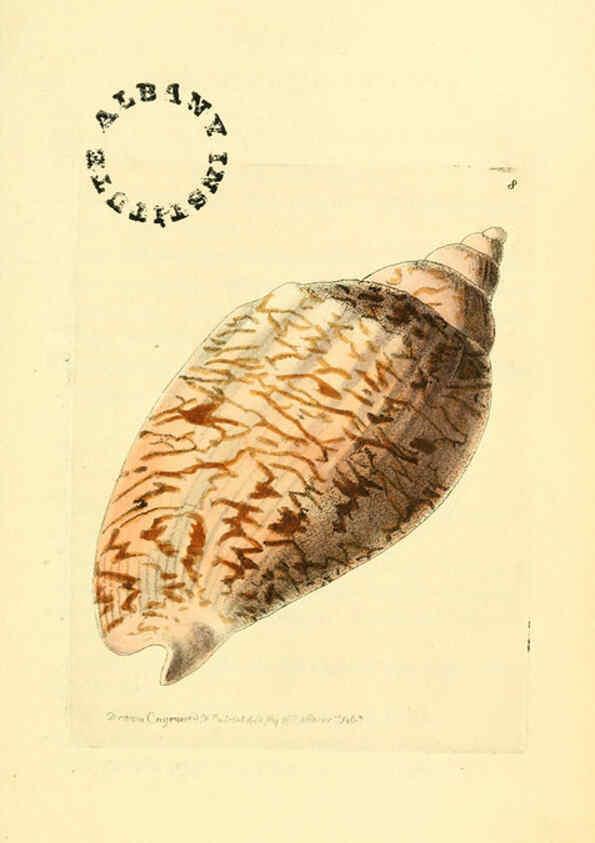 Reproducción/Reproduction 6127017551: The zoological miscellany. v.1. London :Printed by B. McMillan for E. Nodder & Son and sold by all booksellers,1814-1817