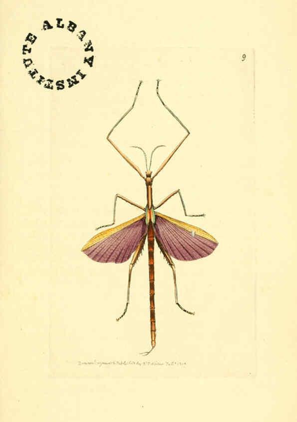Reproducción/Reproduction 6127017861: The zoological miscellany. v.1. London :Printed by B. McMillan for E. Nodder & Son and sold by all booksellers,1814-1817