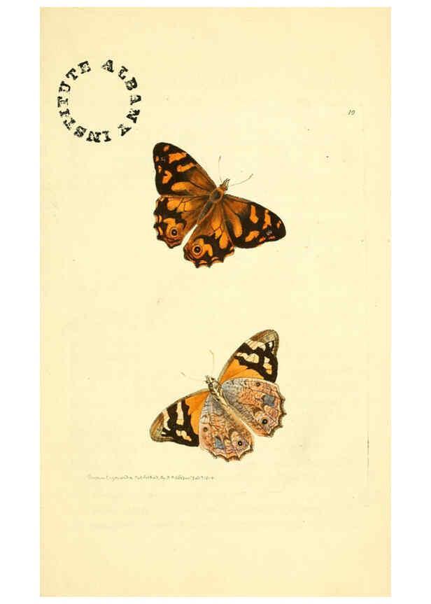 Reproducción/Reproduction 6127565754: The zoological miscellany. v.1. London :Printed by B. McMillan for E. Nodder & Son and sold by all booksellers,1814-1817