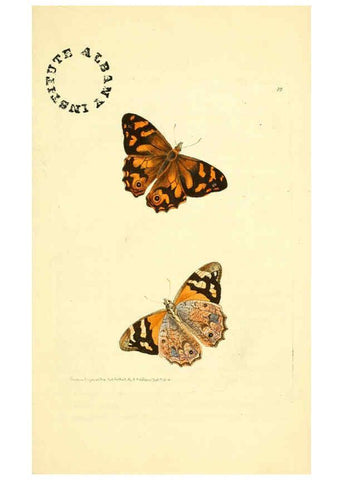 Reproducción/Reproduction 6127565754: The zoological miscellany. v.1. London :Printed by B. McMillan for E. Nodder & Son and sold by all booksellers,1814-1817