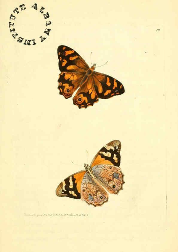 Reproducción/Reproduction 6127565754: The zoological miscellany. v.1. London :Printed by B. McMillan for E. Nodder & Son and sold by all booksellers,1814-1817