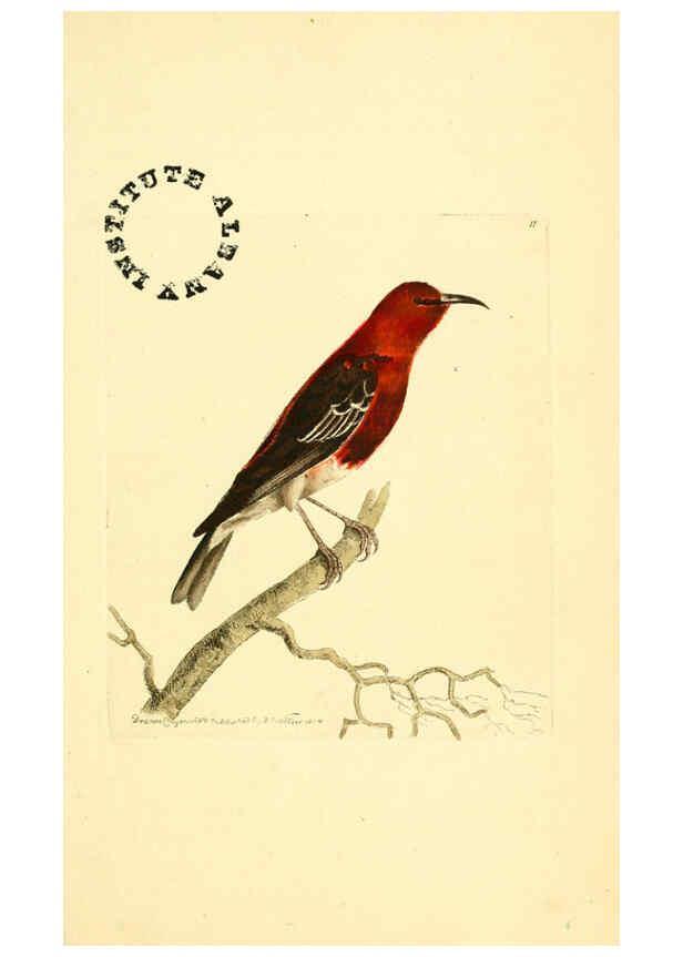 Reproducción/Reproduction 6127018347: The zoological miscellany. v.1. London :Printed by B. McMillan for E. Nodder & Son and sold by all booksellers,1814-1817