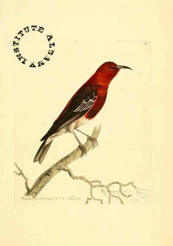 Reproducción/Reproduction 6127018347: The zoological miscellany. v.1. London :Printed by B. McMillan for E. Nodder & Son and sold by all booksellers,1814-1817