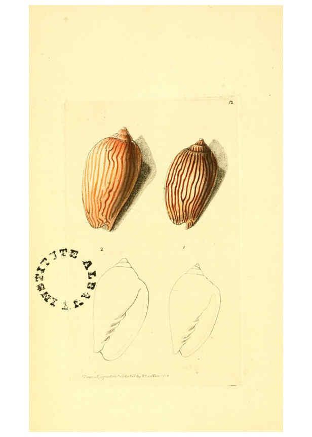 Reproducción/Reproduction 6127566464: The zoological miscellany. v.1. London :Printed by B. McMillan for E. Nodder & Son and sold by all booksellers,1814-1817