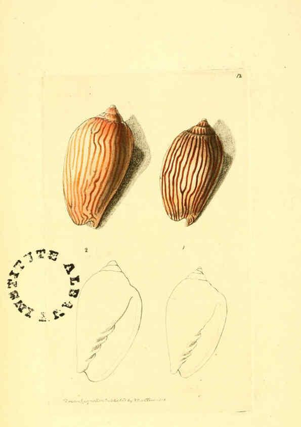 Reproducción/Reproduction 6127566464: The zoological miscellany. v.1. London :Printed by B. McMillan for E. Nodder & Son and sold by all booksellers,1814-1817