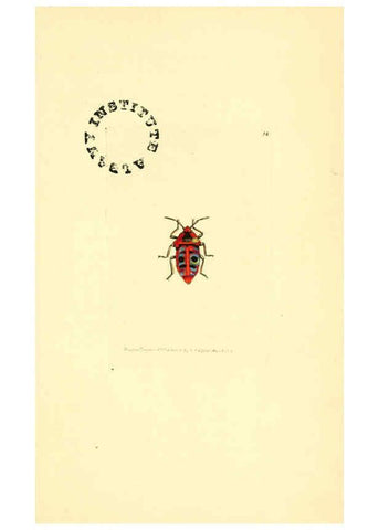 Reproducción/Reproduction 6127567378: The zoological miscellany. v.1. London :Printed by B. McMillan for E. Nodder & Son and sold by all booksellers,1814-1817