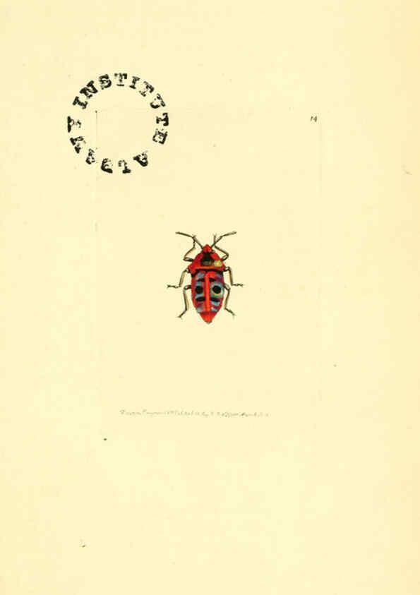 Reproducción/Reproduction 6127567378: The zoological miscellany. v.1. London :Printed by B. McMillan for E. Nodder & Son and sold by all booksellers,1814-1817