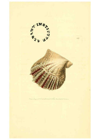 Reproducción/Reproduction 6127575444: The zoological miscellany. v.1. London :Printed by B. McMillan for E. Nodder & Son and sold by all booksellers,1814-1817