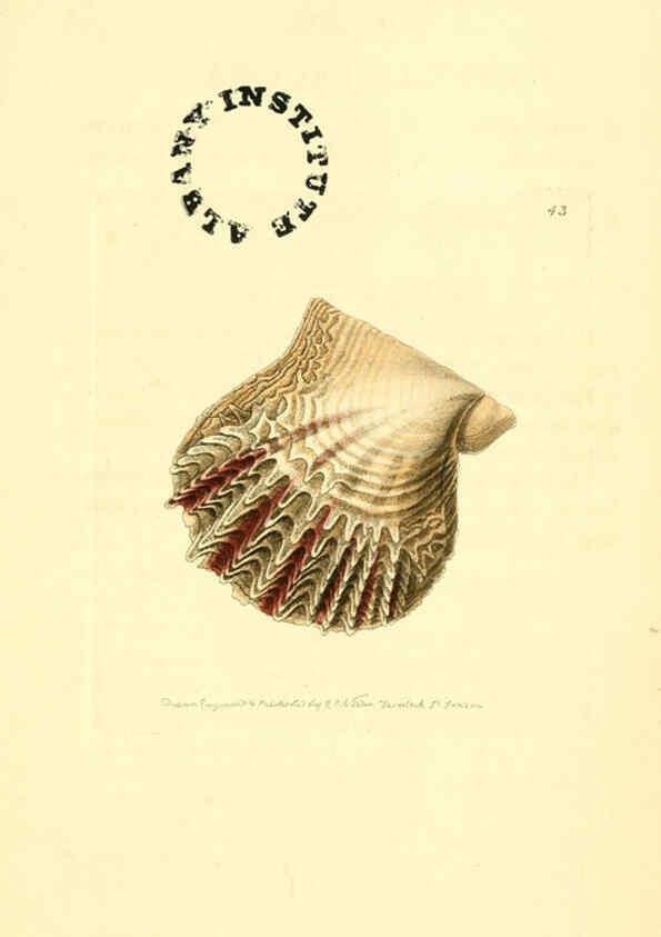 Reproducción/Reproduction 6127575444: The zoological miscellany. v.1. London :Printed by B. McMillan for E. Nodder & Son and sold by all booksellers,1814-1817