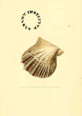 Reproducción/Reproduction 6127575444: The zoological miscellany. v.1. London :Printed by B. McMillan for E. Nodder & Son and sold by all booksellers,1814-1817