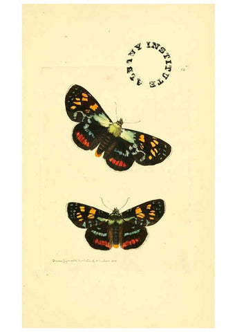 Reproducción/Reproduction 6127567658: The zoological miscellany. v.1. London :Printed by B. McMillan for E. Nodder & Son and sold by all booksellers,1814-1817