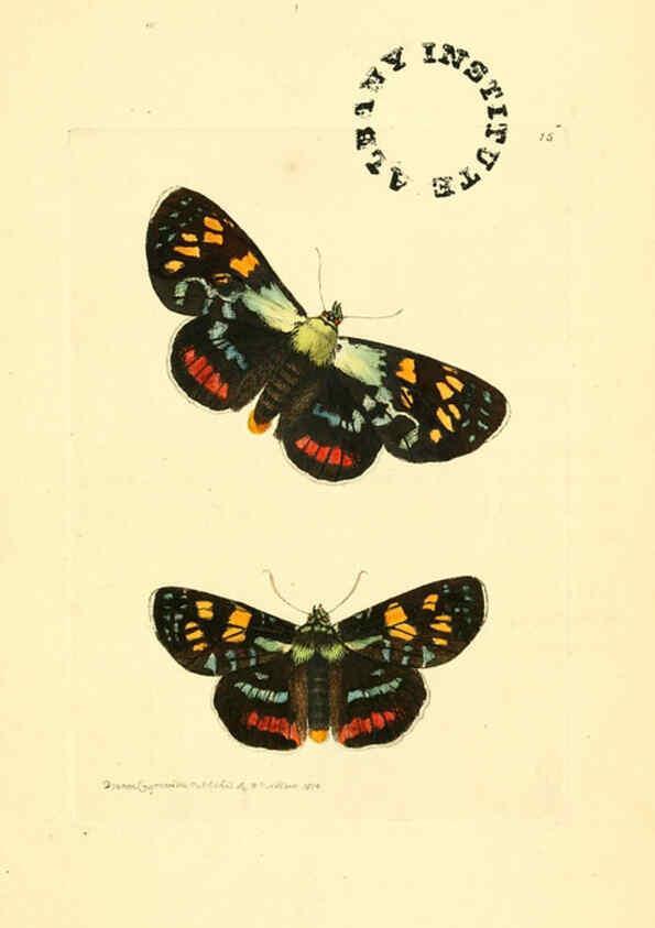 Reproducción/Reproduction 6127567658: The zoological miscellany. v.1. London :Printed by B. McMillan for E. Nodder & Son and sold by all booksellers,1814-1817
