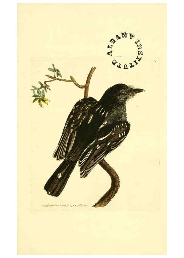 Reproducción/Reproduction 6127568214: The zoological miscellany. v.1. London :Printed by B. McMillan for E. Nodder & Son and sold by all booksellers,1814-1817