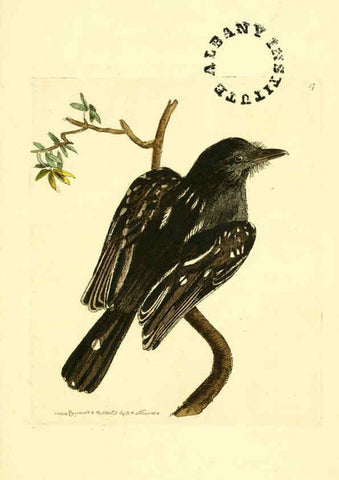 Reproducción/Reproduction 6127568214: The zoological miscellany. v.1. London :Printed by B. McMillan for E. Nodder & Son and sold by all booksellers,1814-1817