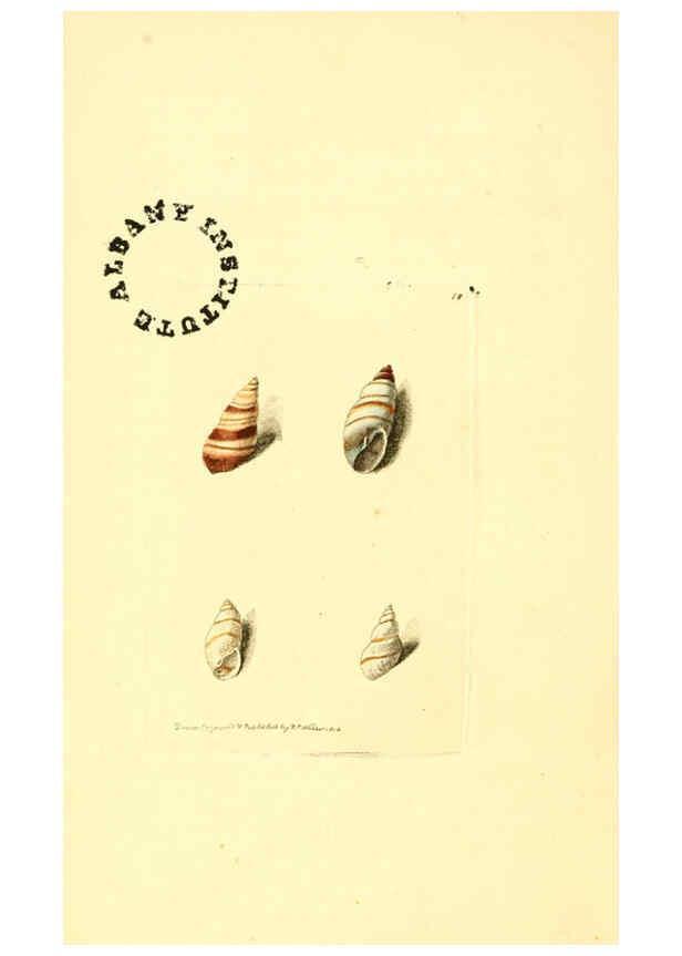 Reproducción/Reproduction 6127021039: The zoological miscellany. v.1. London :Printed by B. McMillan for E. Nodder & Son and sold by all booksellers,1814-1817