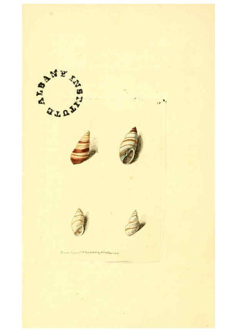 Reproducción/Reproduction 6127021039: The zoological miscellany. v.1. London :Printed by B. McMillan for E. Nodder & Son and sold by all booksellers,1814-1817
