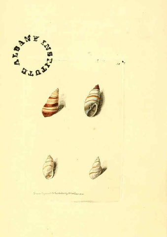 Reproducción/Reproduction 6127021039: The zoological miscellany. v.1. London :Printed by B. McMillan for E. Nodder & Son and sold by all booksellers,1814-1817
