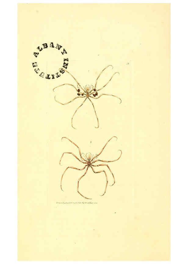 Reproducción/Reproduction 6127568986: The zoological miscellany. v.1. London :Printed by B. McMillan for E. Nodder & Son and sold by all booksellers,1814-1817