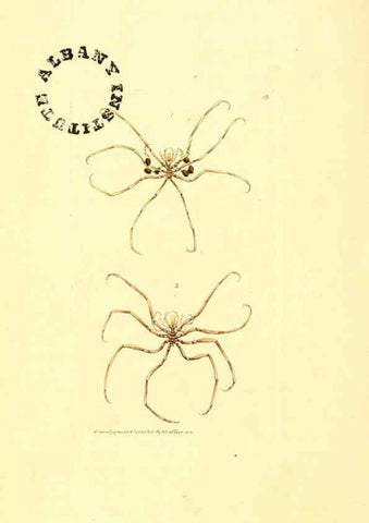 Reproducción/Reproduction 6127568986: The zoological miscellany. v.1. London :Printed by B. McMillan for E. Nodder & Son and sold by all booksellers,1814-1817