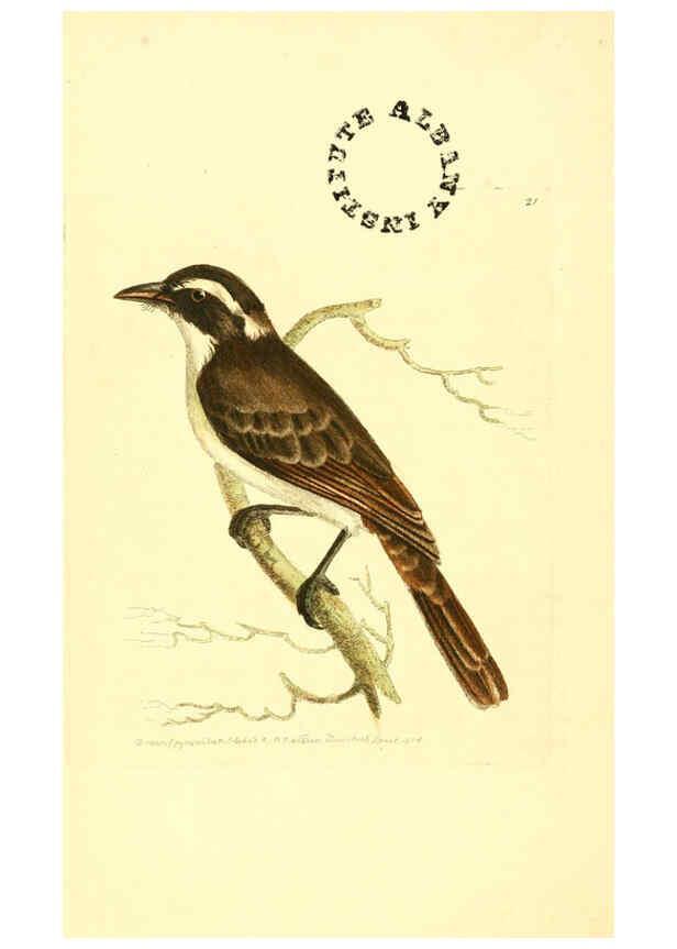 Reproducción/Reproduction 6127021817: The zoological miscellany. v.1. London :Printed by B. McMillan for E. Nodder & Son and sold by all booksellers,1814-1817